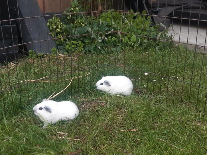 Meerdere cavia's beschikbaar., Dieren en Toebehoren, Knaagdieren, Meerdere dieren, Cavia, Januari