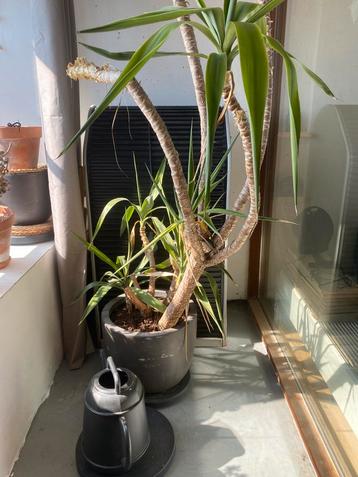 Grote Yucca-achtige kamerplant met pot – stoer en robuust beschikbaar voor biedingen