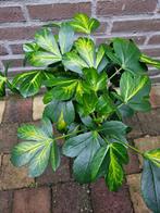 Pseudopanax lessonii 'Gecko Gold', Ophalen, Zomer, Overige soorten, Volle zon