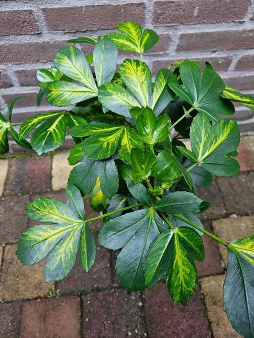 Pseudopanax lessonii 'Gecko Gold', Tuin en Terras, Planten | Tuinplanten, Overige soorten, Volle zon, Zomer, Ophalen