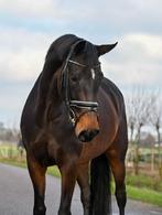 4 jarig merrie Ferdeaux x Wynton, Dieren en Toebehoren, Paarden, Merrie, Dressuurpaard, 3 tot 6 jaar