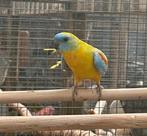 Turquoisine parkiet man, Dieren en Toebehoren, Vogels | Parkieten en Papegaaien, Mannelijk, Parkiet