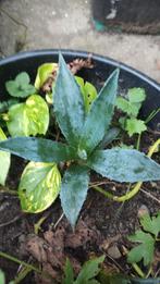 Agave - wordt een grote plant!, Overige soorten, Volle zon, Vaste plant, Ophalen of Verzenden