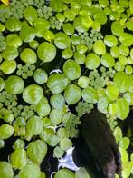 Drijfplanten salvinia minima en south american frogbit, Dieren en Toebehoren, Vissen | Aquaria en Toebehoren, Ophalen, Zo goed als nieuw