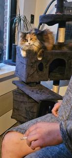 Kat vermist Alkmaar  1825 mc