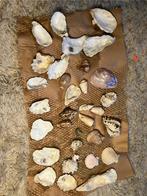 Diverse mooie schelpen, Ophalen of Verzenden, Schelp(en)