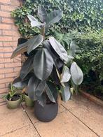 Ficus elastica rubberboom, Huis en Inrichting, Ophalen of Verzenden, Ficus