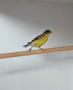 0-1 treursijs, Dieren en Toebehoren, Mannelijk, Tropenvogel