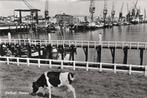 Delfzijl Haven met boten en kranen en koe jaren 1960, Verzenden, 1960 tot 1980, Ongelopen, Groningen