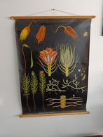 Vintage Schoolkaart Haarmos - Jung-Koch-Quentell, Ophalen of Verzenden, Natuur en Biologie