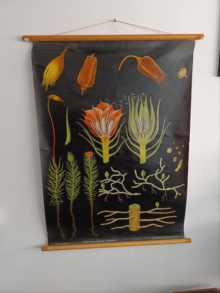 Vintage Schoolkaart Haarmos - Jung-Koch-Quentell, Antiek en Kunst, Antiek | Schoolplaten, Natuur en Biologie, Ophalen of Verzenden