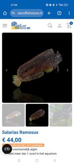 Salarias Ramosus, Ophalen, Gevuld zeewateraquarium