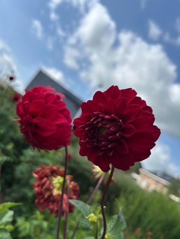 Dahlia's beschikbaar voor biedingen