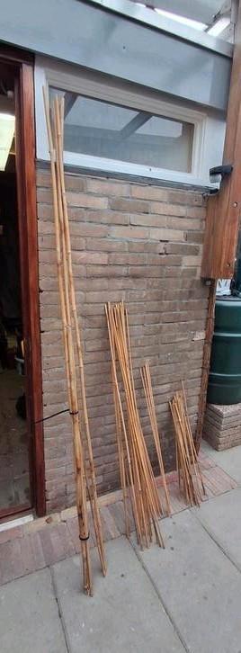 Bamboestokken  beschikbaar voor biedingen