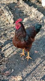 Rhode Island haan  (Red island), Dieren en Toebehoren, Pluimvee, Mannelijk, Kip