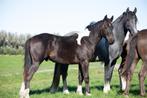 Meerdere paarden en pony's wegens inkrimping, 0 tot 2 jaar, A pony (tot 1.17m), Gechipt, Onbeleerd