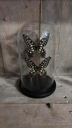 Stolp met opgezette vlinders , Antenor, Verzamelen, Dierenverzamelingen, Ophalen of Verzenden, Nieuw, Opgezet dier