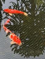 5 Koi’s 50 / 60 cm, Dieren en Toebehoren, Vissen | Vijvervissen, Karper of Koi