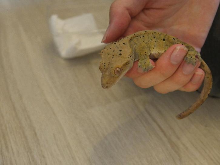 Correlophus ciliatus (verschillende morphs) mannen & vrouwen