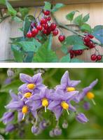 Blauwe Solanum rode bessen plant en zaden, Tuin en Terras, Planten | Tuinplanten, Zomer, Vaste plant, Ophalen of Verzenden, Overige soorten