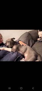 Hope zoekt een nieuwe gouden mand., Dieren en Toebehoren, Rabiës (hondsdolheid), American Staffordshire Terriër, Teef, Eén hond