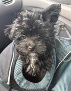 Prachtige POMAPOO ( Toypoedel x Pomeriaan), Dieren en Toebehoren, Poedel, Reu, CDV (hondenziekte), 8 tot 15 weken