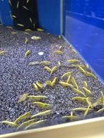 Neocaridina Garnalen, Kreeft, Krab of Garnaal, Zoetwatervis
