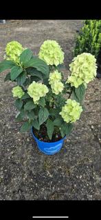 Prachtige Pluimhortensia in Pot, Tuin en Terras, Planten | Tuinplanten, Vaste plant, Halfschaduw, Zomer, Ophalen
