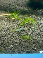 Neocaridina wildkleur garnalen - lichtblauw, Kreeft, Krab of Garnaal