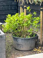 Wit hortensia, Tuin en Terras, Planten | Tuinplanten, Ophalen of Verzenden, Zomer, Overige soorten, Halfschaduw