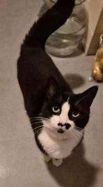 Poes zoekt thuis, Dieren en Toebehoren, Katten en Kittens | Raskatten | Korthaar, Poes, Ontwormd, 3 tot 5 jaar