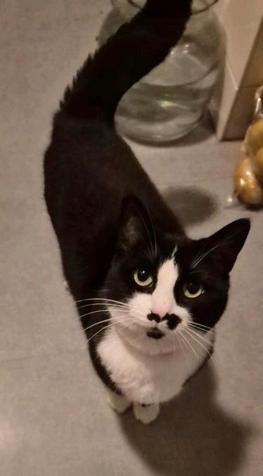 Poes zoekt thuis, Dieren en Toebehoren, Katten en Kittens | Raskatten | Korthaar, Poes, 3 tot 5 jaar, Ontwormd