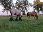 Belgisch trekpaard hengstveulen bruinschimmel, Dieren en Toebehoren, Paarden, Niet van toepassing, 0 tot 2 jaar, Hengst, 170 tot 175 cm