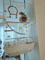 Kooi , lovebird , agaporniden, Dieren en Toebehoren, Ophalen, Zo goed als nieuw, Metaal, Vogelkooi