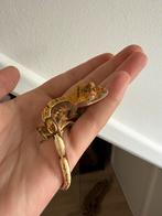 Wimpergekko nakweekje, Dieren en Toebehoren