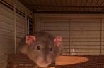 Rat Woodki zoekt vriendje of groepje ️, Rat, Mannelijk, Tam, Oktober