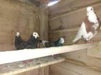 Siervogels en Witte Vogels., Meerdere dieren, Tropenvogel