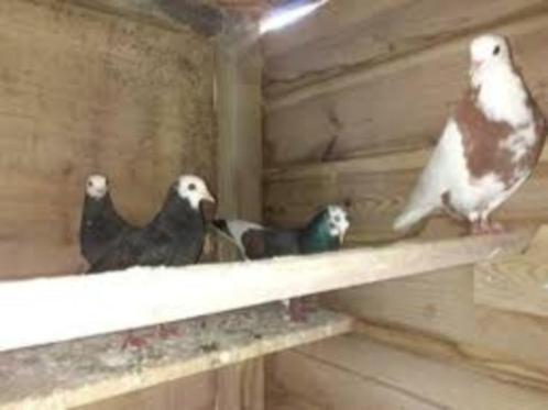 Siervogels en Witte Vogels., Dieren en Toebehoren, Vogels | Overige Vogels, Tropenvogel, Meerdere dieren