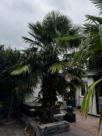 Palmbomen (groot), Tuin en Terras, Planten | Bomen, Ophalen, Volle zon, Palmboom