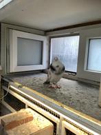 Doffer, Mannelijk, Kropper