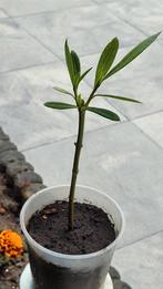 winterharde oleander stekjes, Ophalen of Verzenden, Zomer, Overige soorten, Volle zon