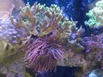 Montipora confusa green met paarse poliepen, Dieren en Toebehoren, Vis