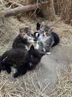 Lieve unieke kittens, Dieren en Toebehoren, Meerdere dieren, Kortharig, 0 tot 2 jaar