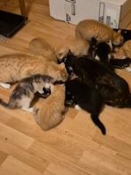 5 rode kittens, Dieren en Toebehoren, Meerdere dieren, 0 tot 2 jaar
