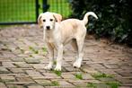 Zoë labrador mix teefje 4 maanden, Particulier, Rabiës (hondsdolheid), 15 weken tot 1 jaar, Buitenland