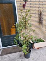 Gewone Hulst - Ilex aquifolium, Tuin en Terras, Planten | Bomen, Bloeit niet, Halfschaduw, Overige soorten, 100 tot 250 cm