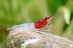 neocaridina red neck | leidingwater garnaal, Kreeft, Krab of Garnaal, Zoetwatervis, Schoolvis