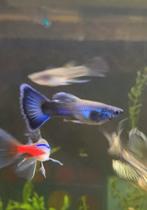 Jonge man gup, Vis, Zoetwatervis, Schoolvis