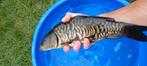 Div Koi, Schub en spiegelkarpers div grotes van 15 tot 50cm, Dieren en Toebehoren, Vissen | Vijvervissen, Karper of Koi