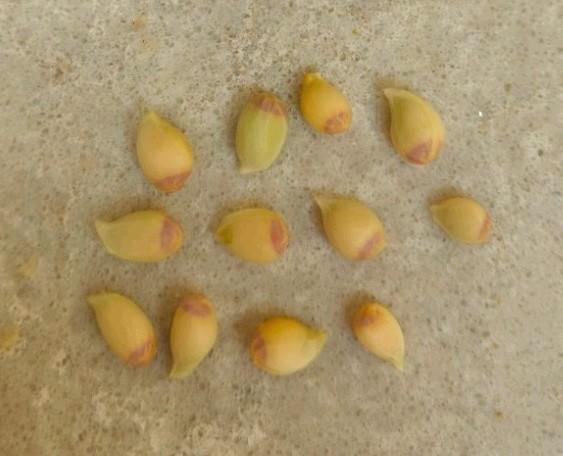 Yuzu en sudachi zaden, Tuin en Terras, Bloembollen en Zaden, Zaad, Gehele jaar, Volle zon, Verzenden